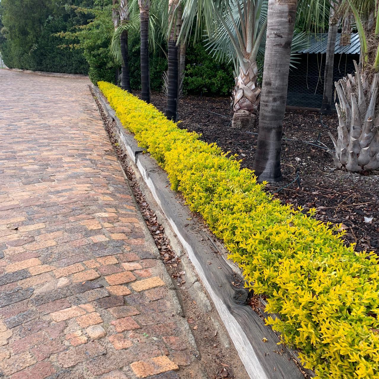 Golden Duranta